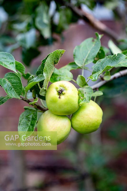 Malus domestica 'Greensleeves' - Apple