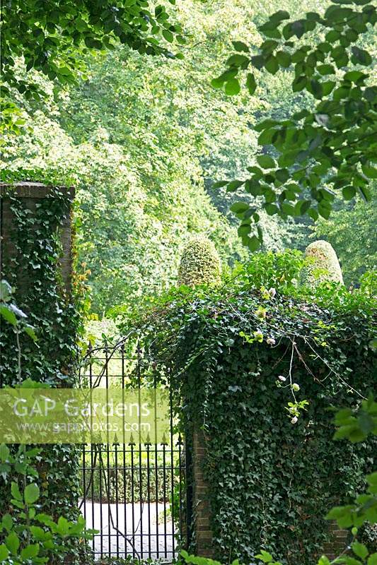 Classic iron gate and wall covered with Hedera - Ivy 
