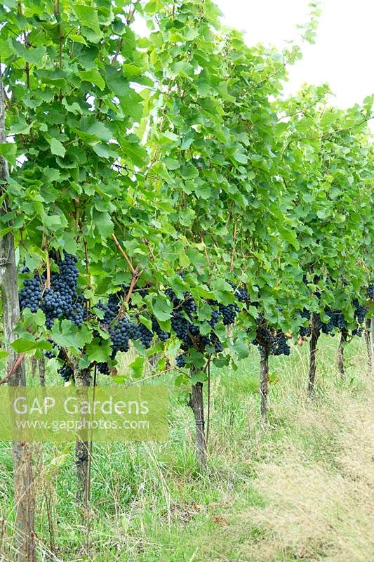 Vitis vinifera - Grape Vine - in a vineyard