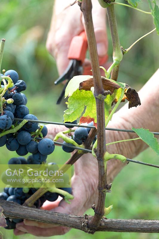 Cutting bunches of Vitis vinifera - Grape - from vine trained on wires 