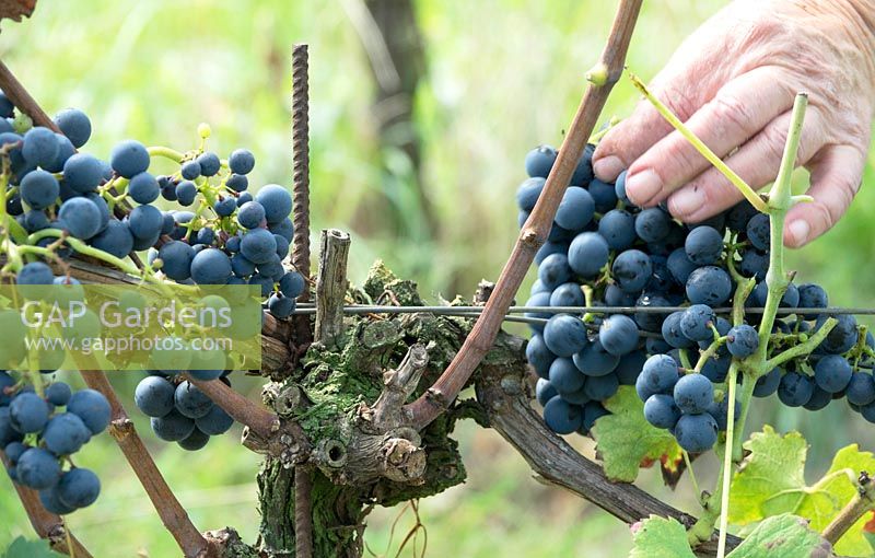 Picking Vitis vinifera - Grape -  in a vineyard