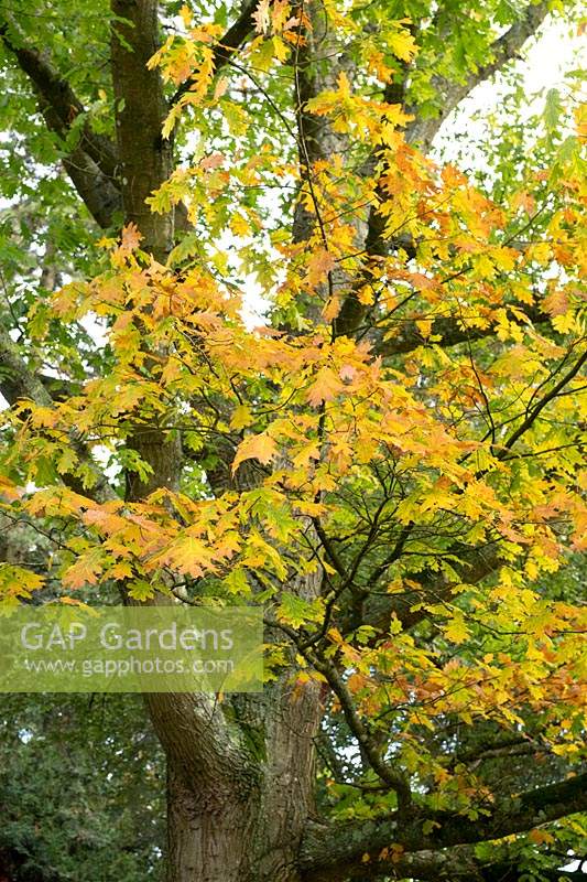 Quercus rubra - Red Oak - tree