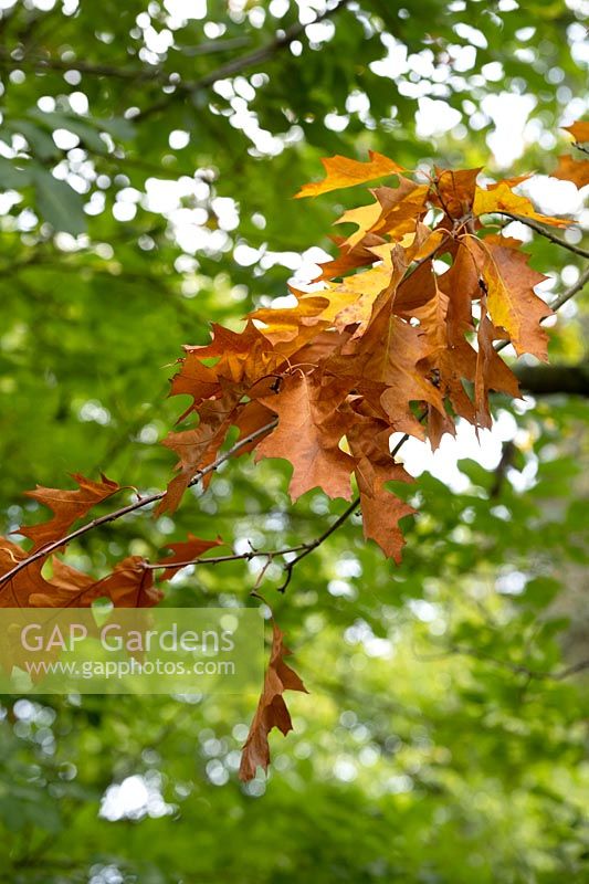 Quercus rubra - Red Oak - tree leaves 