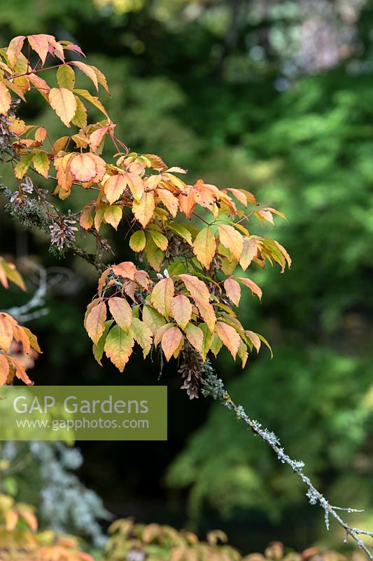 Acer cissifolium - Ivy-leaved Maple - tree leaves and seeds 