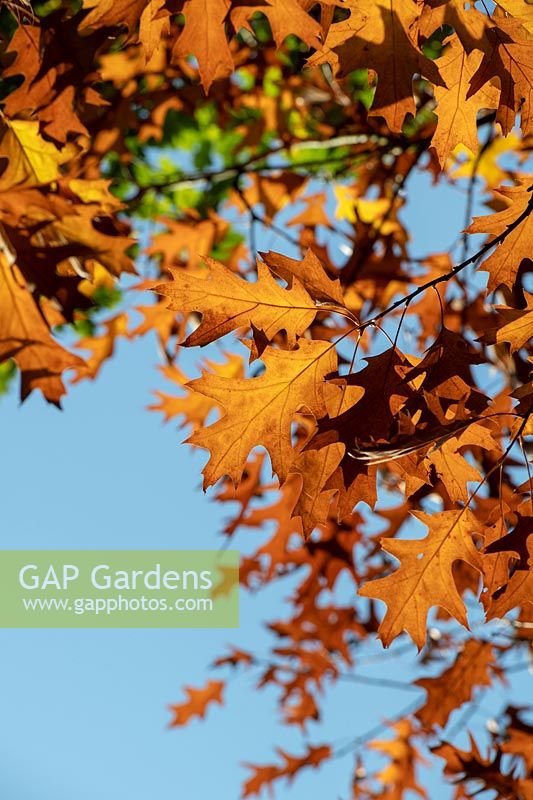Quercus rubra - Red Oak - leaves against blue sky