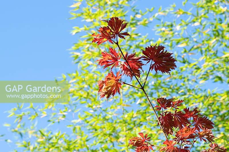 Looking up at branch of Acer japonicum 'Aconitifolium' - Downy Japanese Maple - blue sky