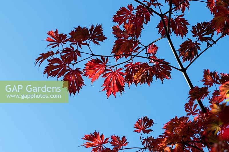Acer japonicum 'Aconitifolium' - Downy Japanese Maple -leaves against a blue sky