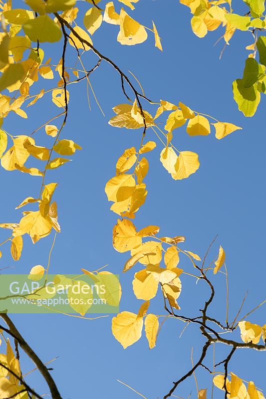 Cladrastis kentukea - Kentucky Yellow Wood - foliage against a blue sky