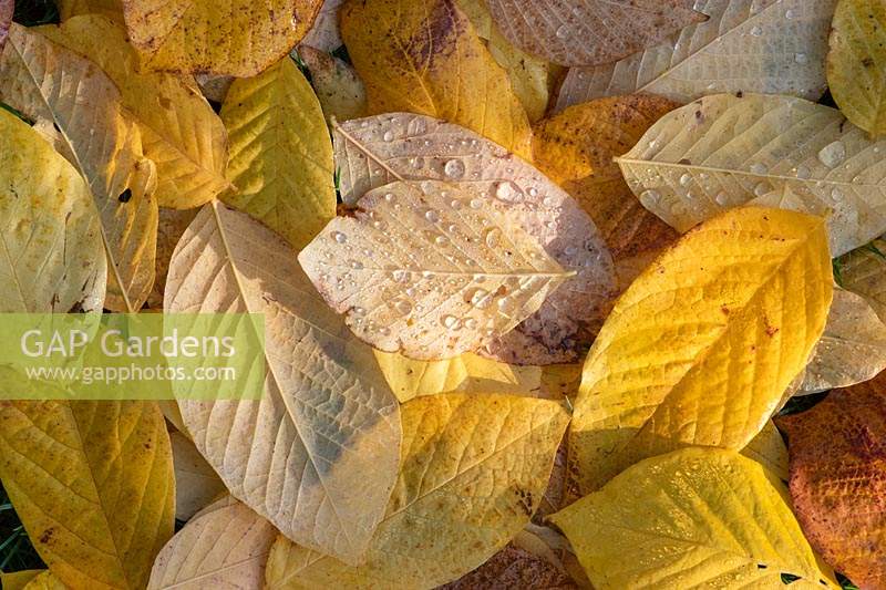 Fallen leaves of Cladrastis kentukea - Kentucky Yellow Wood - with water droplets