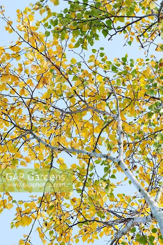 Betula ermanii 'Grayswood Hill' - Erman's birch 