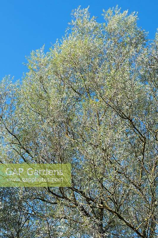 Salix alba var. sericea - Silver Willow - against a blue sky