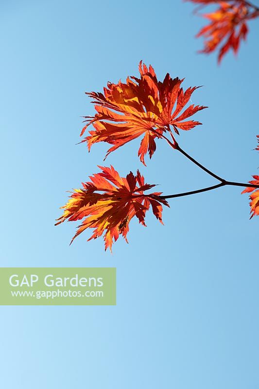 Acer japonicum 'Aconitifolium' - Downy Japanese Maple - leaves against a blue sky