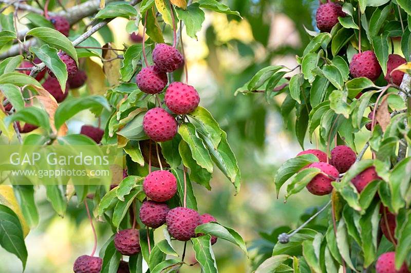 Cornus kousa 'Norman Hadden' - Dogwood - hanging fruit