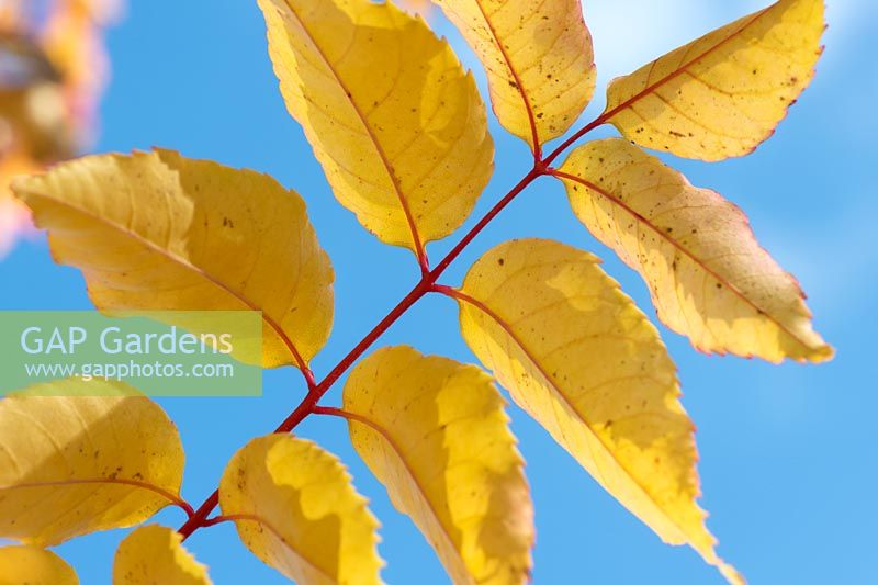 Picrasma quassioides - Quassia Tree - red stems and yellow foliage against blue sky