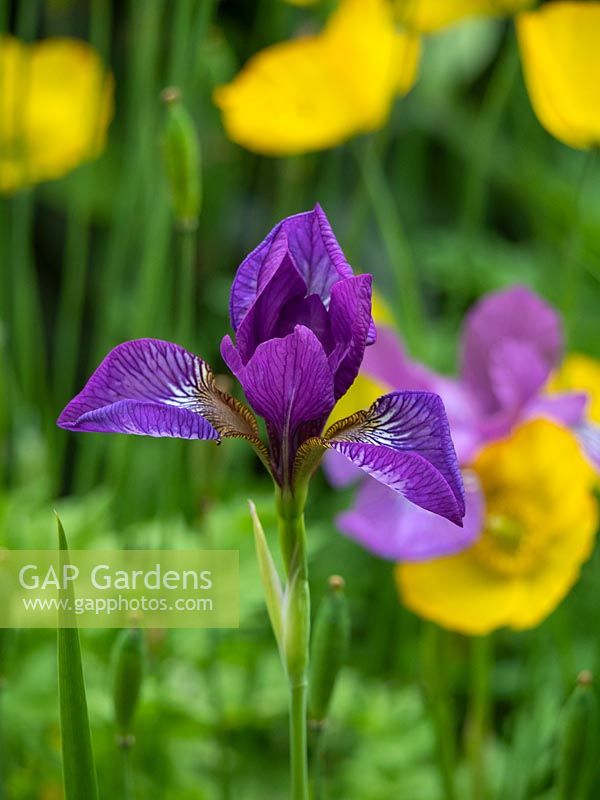 Iris siberica 'Little Tricolor' 