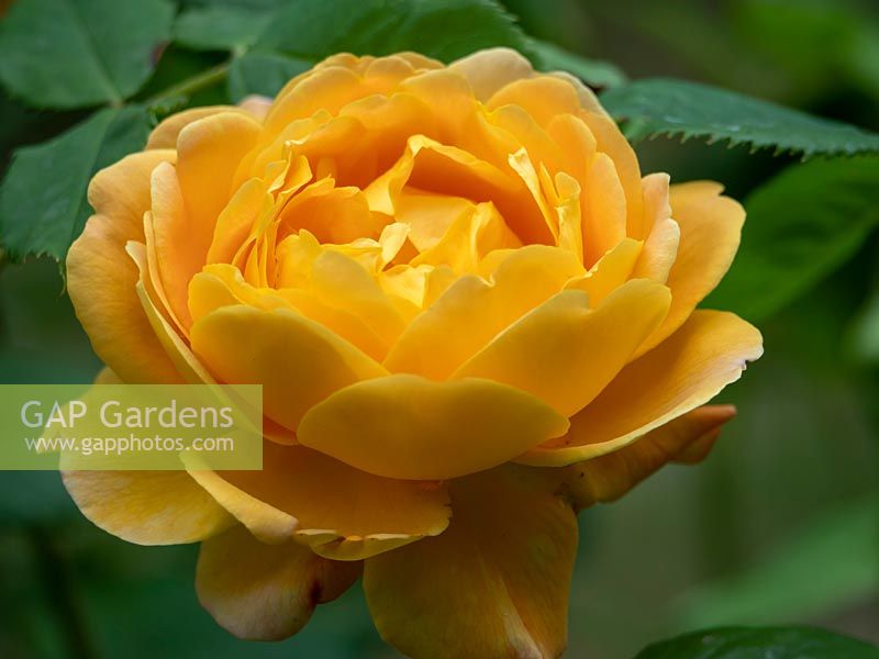 Rosa 'Golden Celebration' - Rose