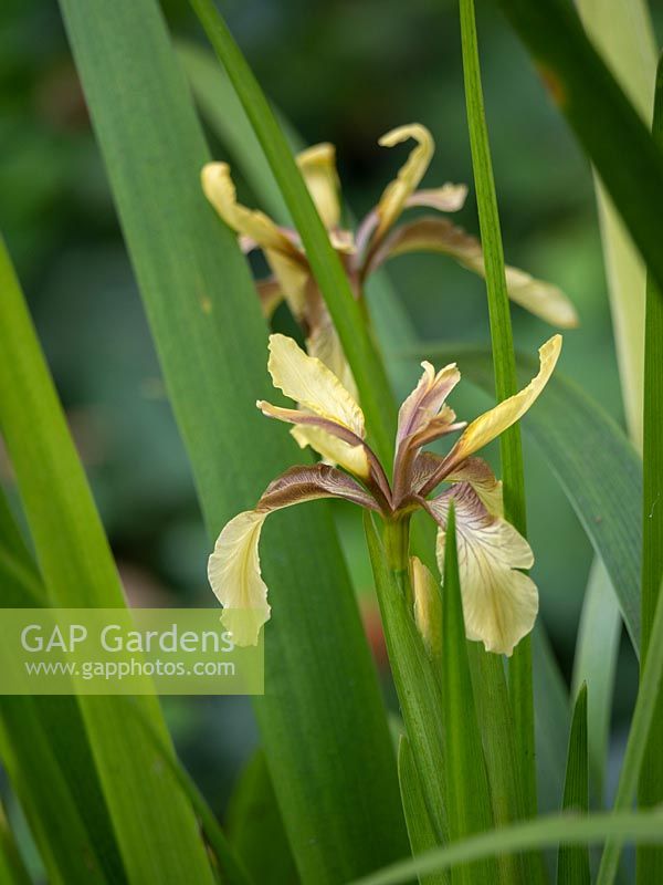 Iris foetidissima - Stinking Iris 