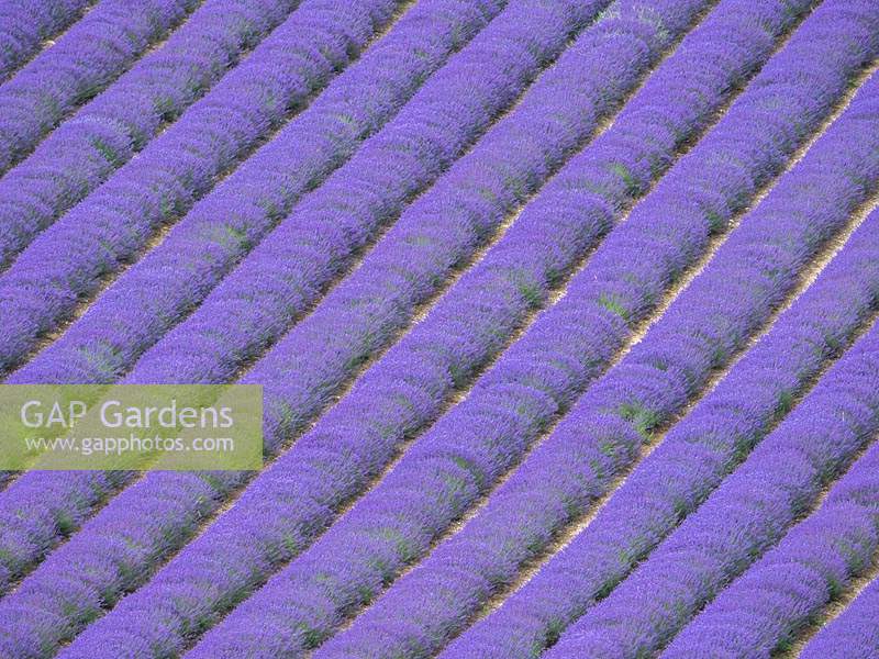 Lavender diagonals.