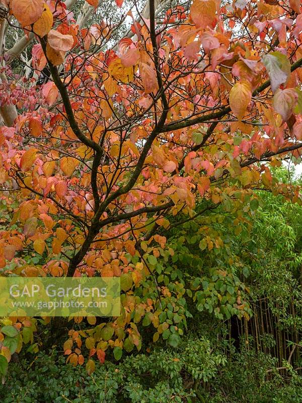 Cornus satomi in autumn colour.