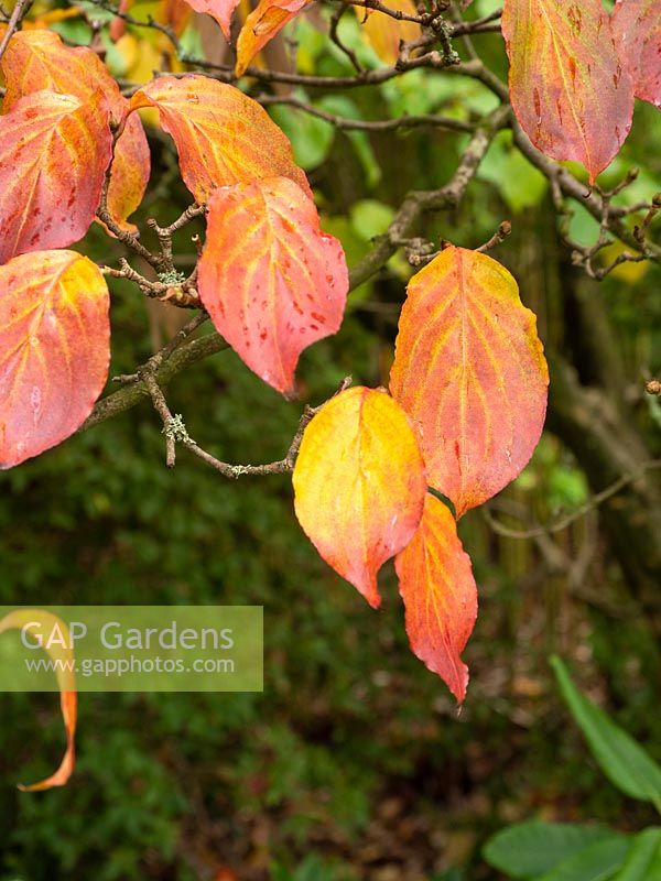 Cornus satomi in autumn colour.