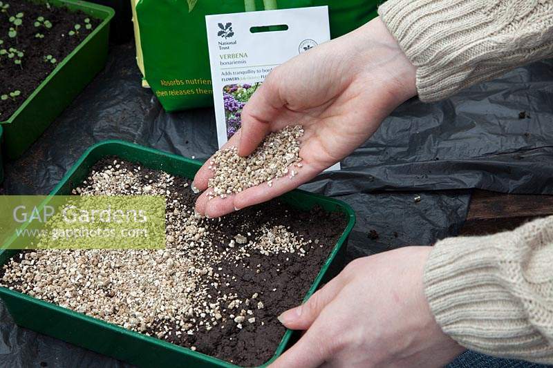 Using Vermiculite to cover sown sees in seed tray. Seed, Verbena bonariensis.