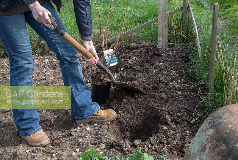 Planting a blackcurrant, digging planting hole. Blackcurrant 'Ben Lomond'.