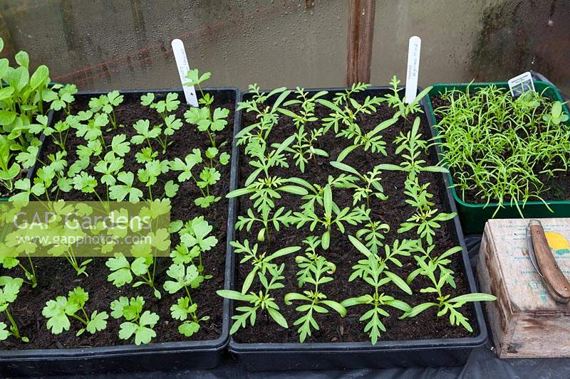 Pricked out seelings of Celery 'Green Sleeves' and Cosmos 'Brightness Mixed' in a greenhouse - Spring
