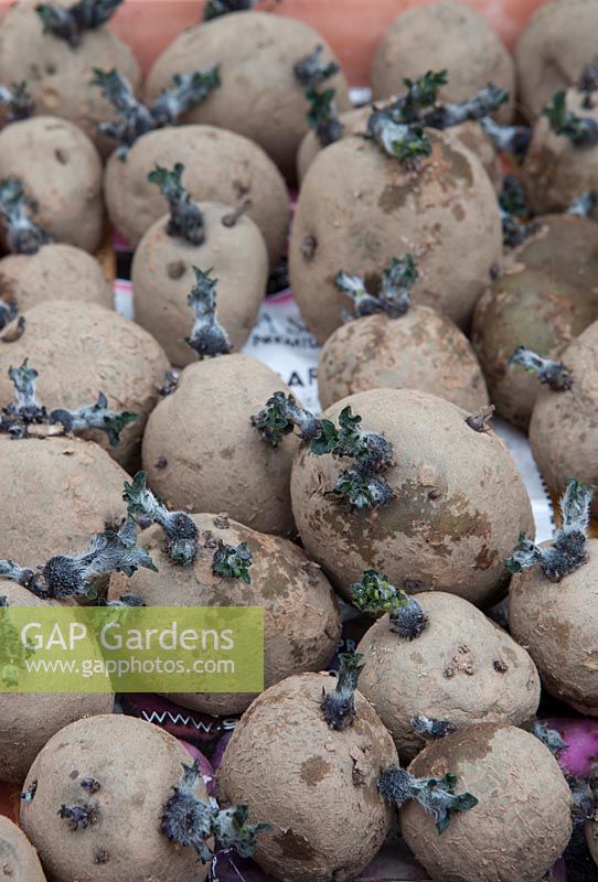 Potato 'Home Guard' - Seed potatoes in tray