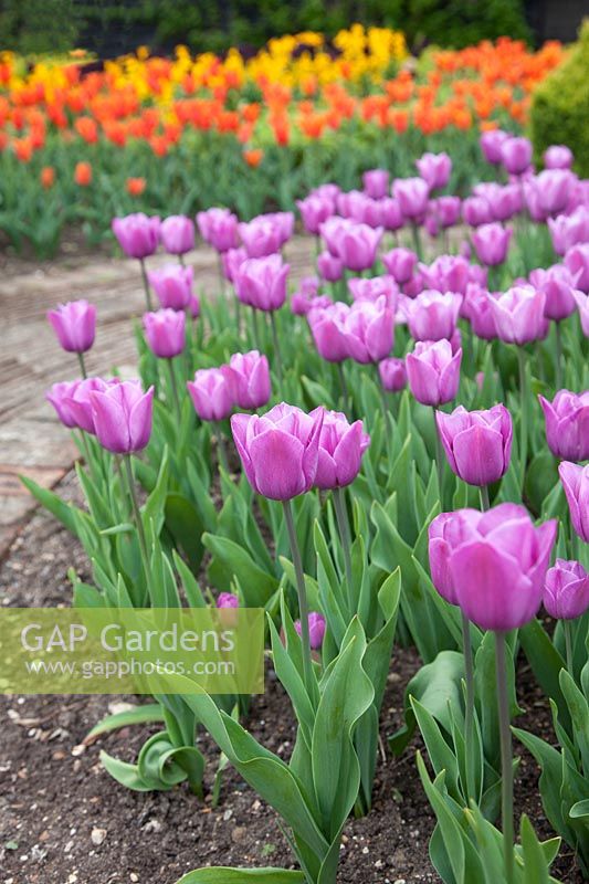 Large planting of tulips in central bed, Tulipa 'Violet Beauty'.