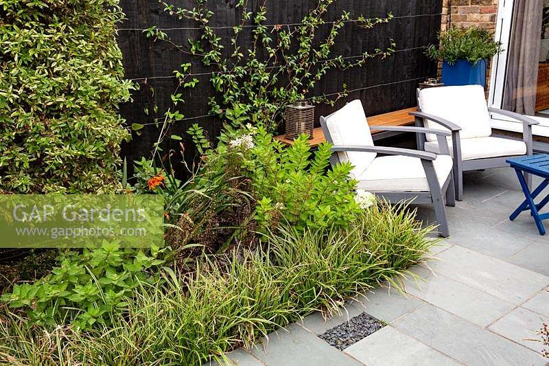 Small contemporary garden in West London, looking towards kitchen dining room. Planting includes Carex Ice Dance, Ceanothus Lemon and Lime, with garden chairs and table in background, Trachelospermum jasminoides, Crocosmia. 