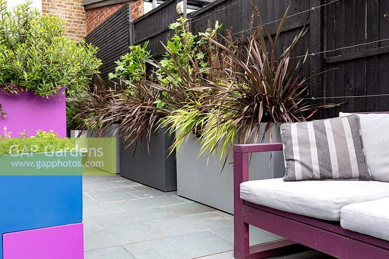 Small contemporary garden with containers including planting of Hebe 'Caledonia' and Campanula portenschlagiana in blue containers and Phormium 'Platt's Black', Carex 'Ice Dance', Fatshedera lizei in white and grey containers