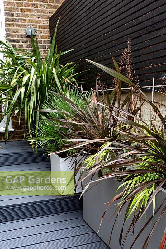 Monochrome containers planted with Carex 'Ice Dance' and Phormium 'Platt's Black'
