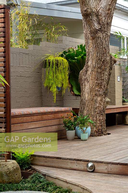 A tree growing through a multileveled timber deck with in built timber bench seats featuring a group of glazed ceramic pots a Rhipsalis in a hanging basket and a large Staghorn mounted onto a painted brick wall.