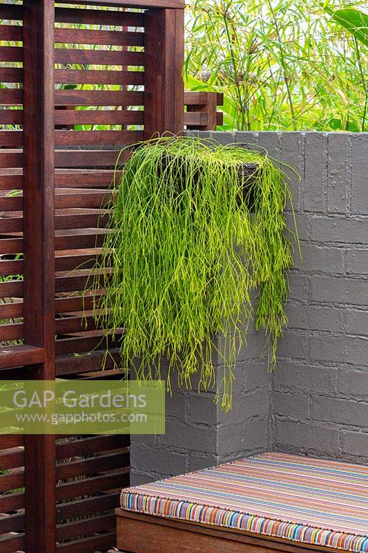 Freestanding hardwood timber slat screen next to a timber bench seat infront of a painted brick fence, featuring a Rhipsalis, succulent in a hanging basket.
