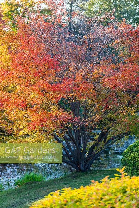 Acer ginnala wth autumn colour. Orekhovno garden, Orekhovno, Pskov Oblast region, Western Russia. 