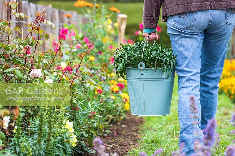 Woman walking with bucket of bare root Wallflowers ready for planting in Autumn.