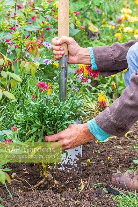 Woman planting bare root Wallflowers in border using a border spade.