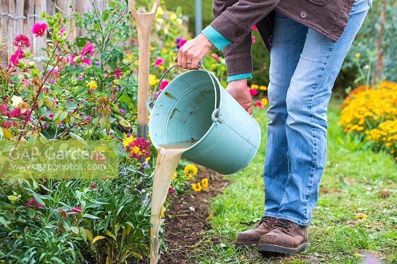 Woman watering newly planted bare root Wallflowers with bucket.