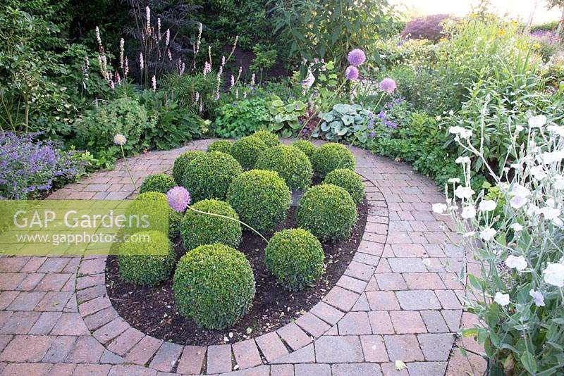 Clipped evergreen Buxus sempervirens balls in an oval bed edged with block paving amidst herbaceous borders.