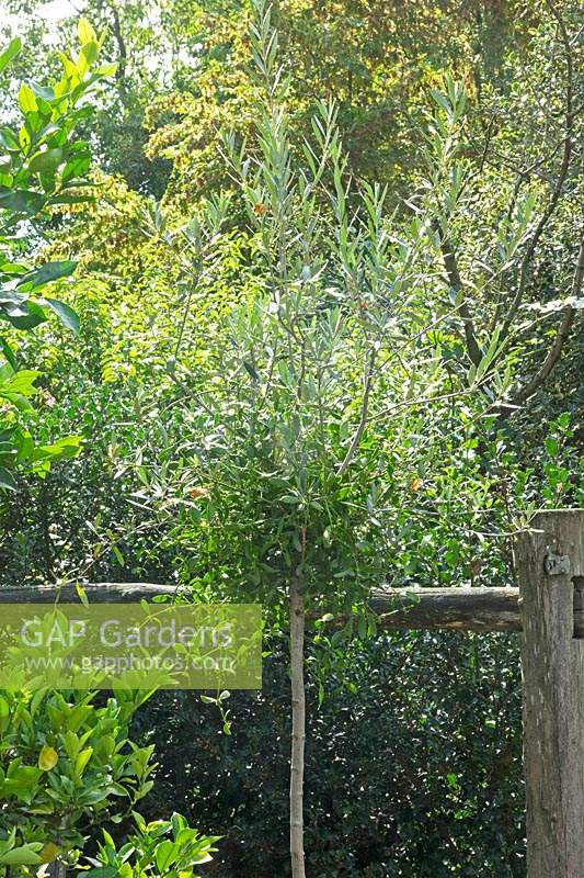 Viscum album - Mistletoe growing in olive tree.