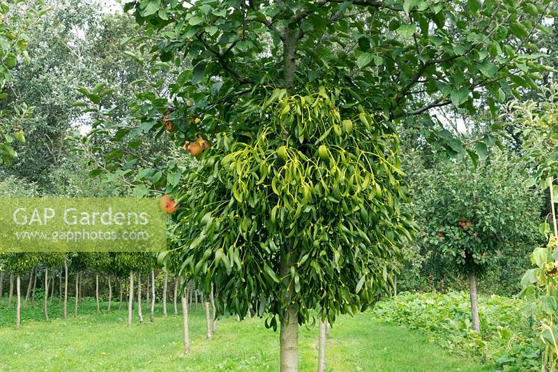 Viscum album - Orchard with Mistletoe growing in apple trees.