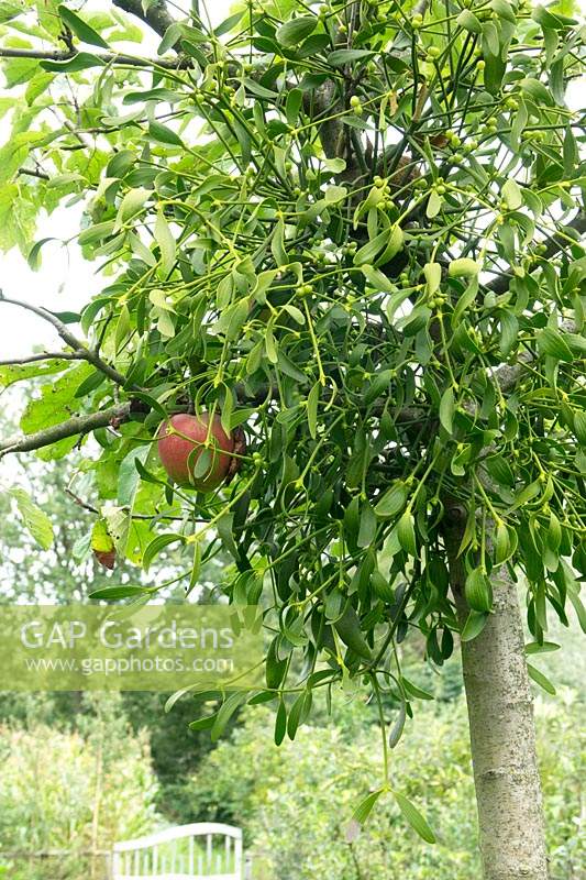 Viscum album - Mistletoe growing in apple tree.