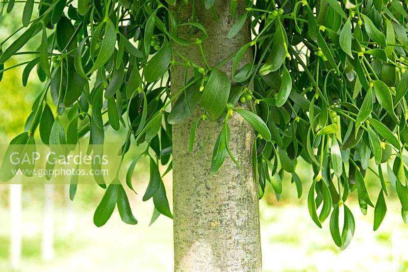 Viscum album - Mistletoe in tree.