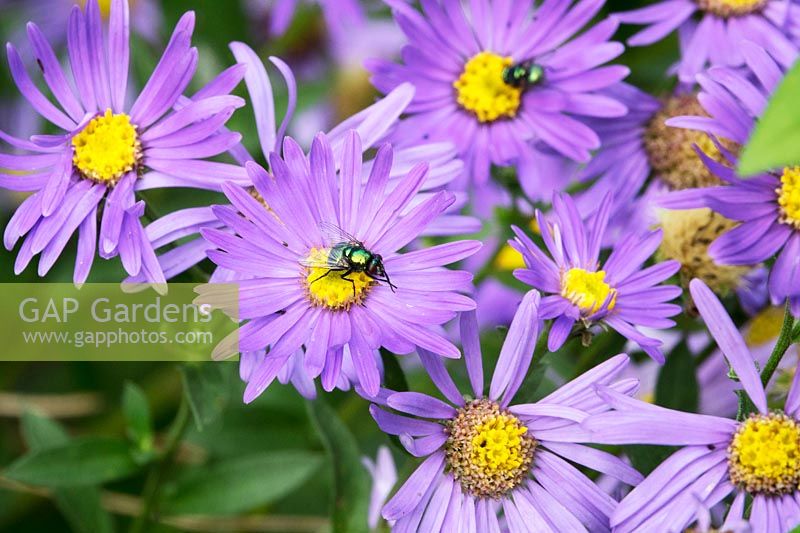 Asters - fly on flowers