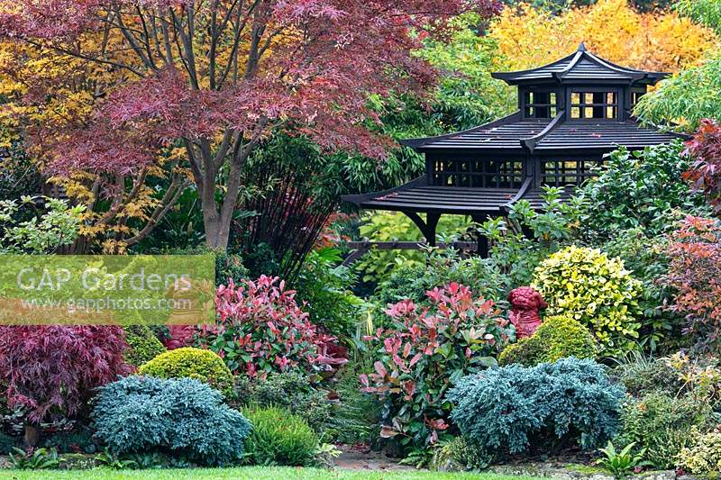Japanese style tea house in colourful mix of acers, conifers, photinias and azaleas 
