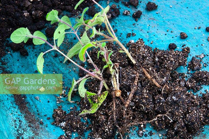 Potting up rooted Salvia patens cuttings - Cuttings ready for potting