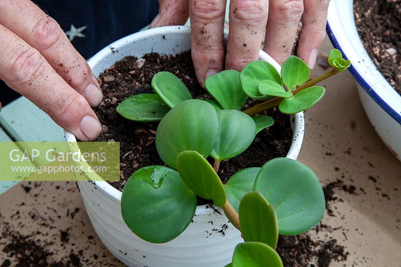 Planting a Peperomia tetraphylla into a white cachepot. 