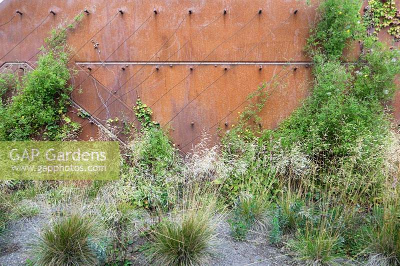 Clematis climbing and covering a corten steel wall. Several grasses in the border.