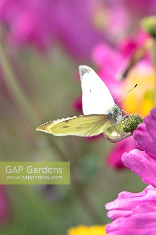 Pieris rapae - Cabbage White Butterfly on Anemone