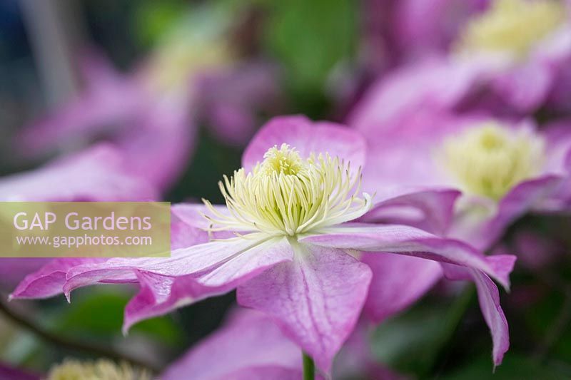 Clematis 'Asao' - Early large flowered clematis - May